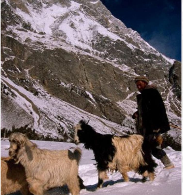 The Himalayan Mountain Goat